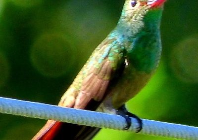 rufous-hummingbird